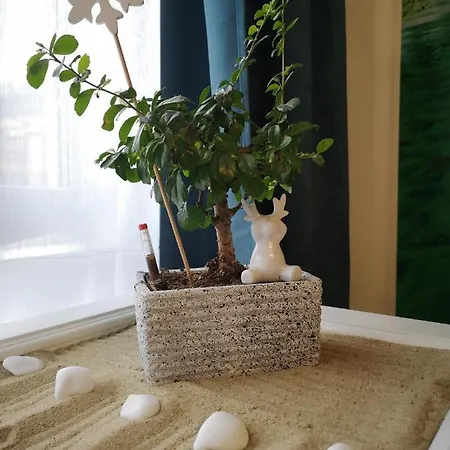 Zen Nature Studio - O Imersiune In Natura * Брашов